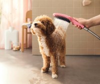 TELEDUCHA DOGSHOWER AZUL HANSGROHE